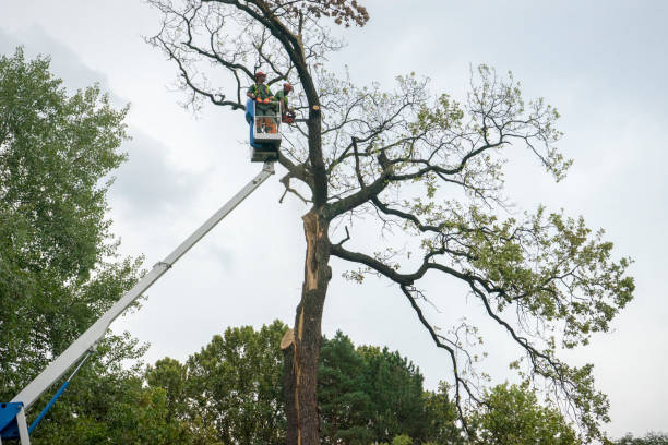 The Steps Involved in Our Tree Care Process in South Pottstown, PA